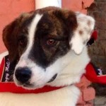 Adoptable Georgia Dogs for February 11, 2016