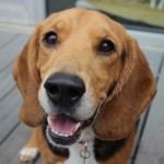 Adoptable Georgia Dogs for February 8, 2016