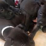 Adoptable Georgia Dogs for February 2, 2015