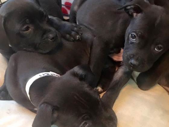 CPR Puppies