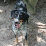 Adoptable Georgia Dogs for February 24, 2016