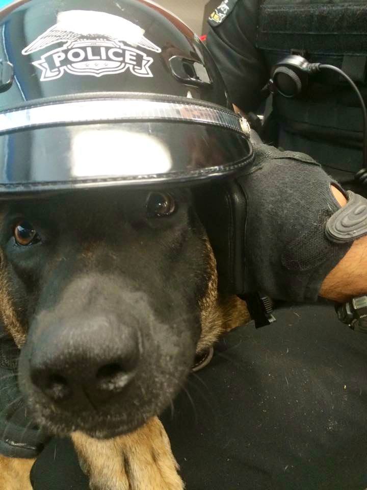 Conyers K9 Eddie