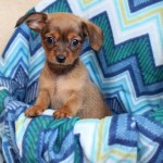 Adoptable Georgia Dogs for February 15, 2016