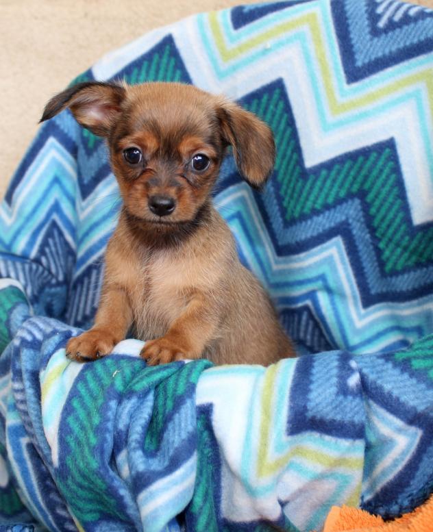 Dachshund Baby1
