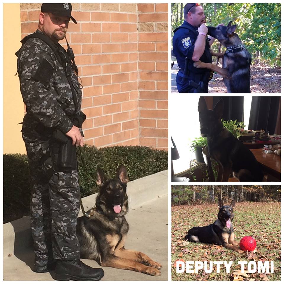 DeKalb k9 Tomi