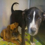 Adoptable Georgia Dogs for February 9, 2016