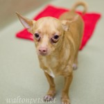 Adoptable Georgia Dogs for February 10, 2016