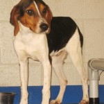 Adoptable Georgia Dogs for February 18, 2016