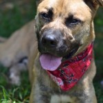 Adoptable Georgia Dogs for February 19, 2016