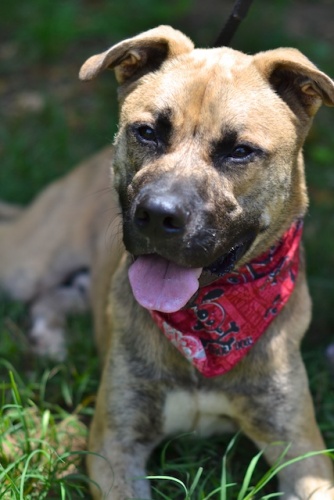 Frankie