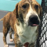 Adoptable Georgia Dogs for February 25, 2016