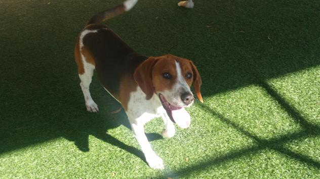 Henry Beagle0212
