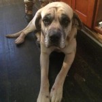 Adoptable Dogs for February 16, 2016