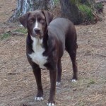 Adoptable Georgia Dogs for February 23, 2016