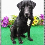 Adoptable Georgia Dogs for February 4, 2016