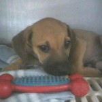 Adoptable Georgia Dogs for February 5, 2016