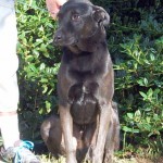 Adoptable Georgia Dogs for February 25, 2016