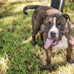 Adoptable Georgia Dogs for February 22, 2016