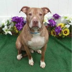 Adoptable Georgia Dogs for February 3, 2016