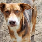 Adoptable Georgia Dogs for February 17, 2016
