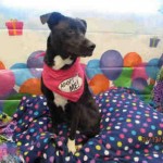 Adoptable Georgia Dogs for February 29, 2016