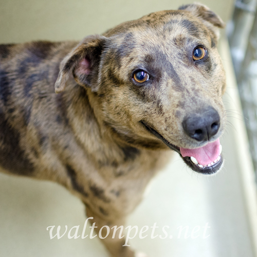 Walton Aussie