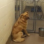 Adoptable Georgia Dogs for March 28, 2016