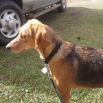 Adoptable Georgia Dogs for March 4, 2016