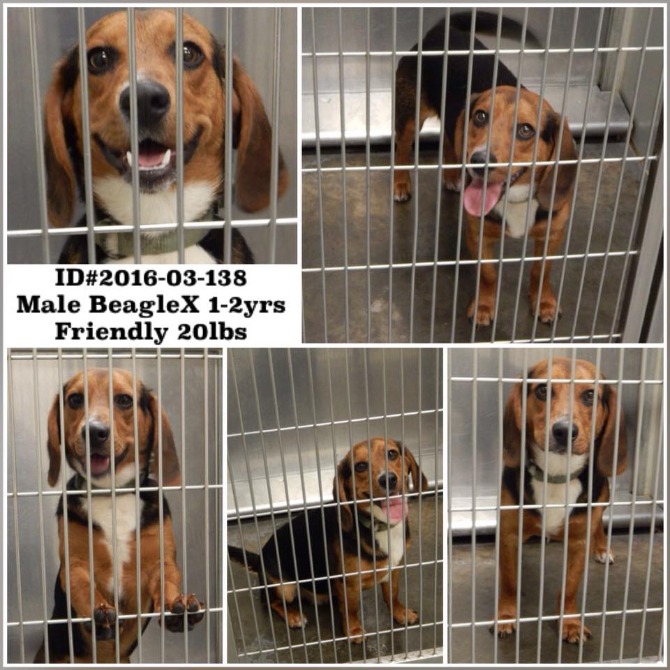 Barrow Beagle