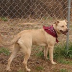 Adoptable Georgia Dogs for March 2, 2016