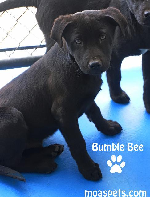 Bumble Bee