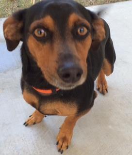 Buster Brown