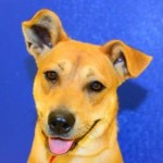 Adoptable Georgia Dogs for March 1, 2016