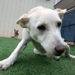 Adoptable Georgia Dogs for March 23, 2016