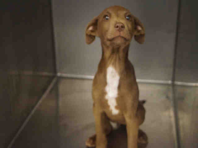 Cocoa Macon