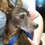 Adoptable Georgia Dogs for March 29, 2016
