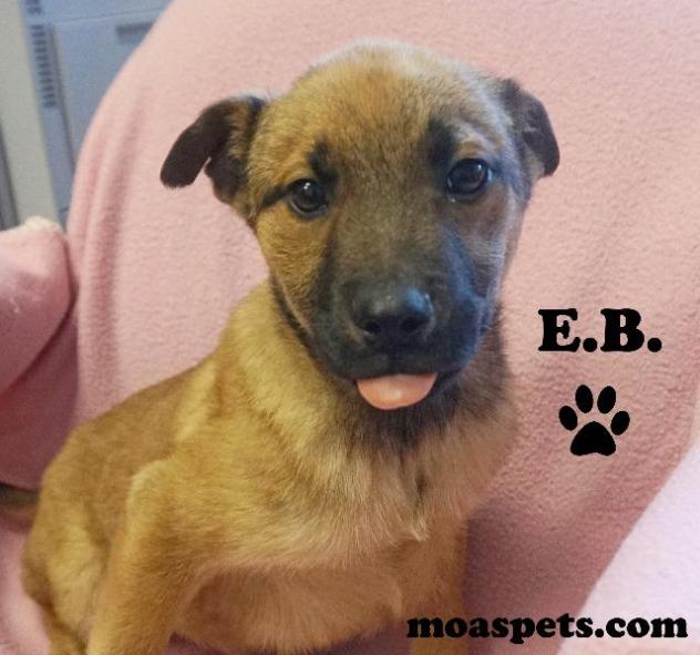 EB