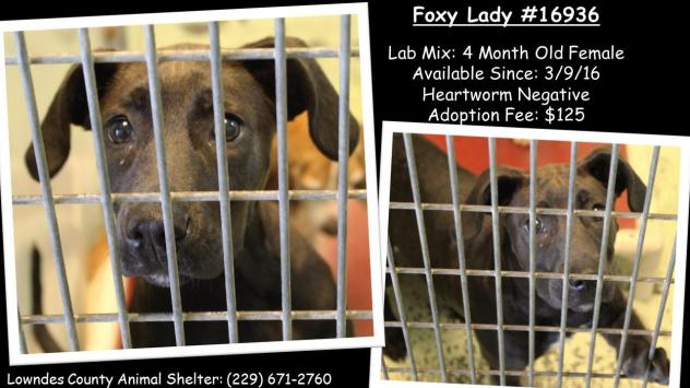 Foxy Lady Valdosta
