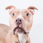 Adoptable Georgia Dogs for March 24, 2016