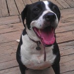 Adoptable Georgia Dogs for March 15, 2016