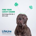 Adoptable Georgia Dogs for March 10, 2016