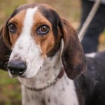 Adoptable Georgia Dogs for March 31, 2016