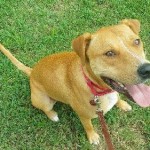 Adoptable Georgia Dogs for March 22, 2016