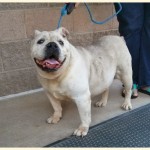 Adoptable Georgia Dogs for March 25, 2016