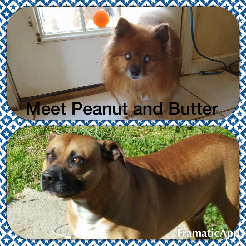 Peanut Butter2