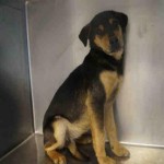 Adoptable Georgia Dogs for March 11, 2016