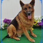 Adoptable Georgia Dogs for March 3, 2016
