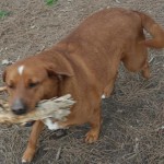 Adoptable Georgia Dogs for March 9, 2016