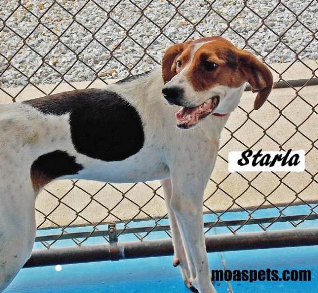 Starla