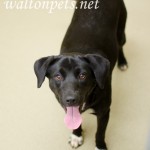 Adoptable Georgia Dogs for March 14, 2016
